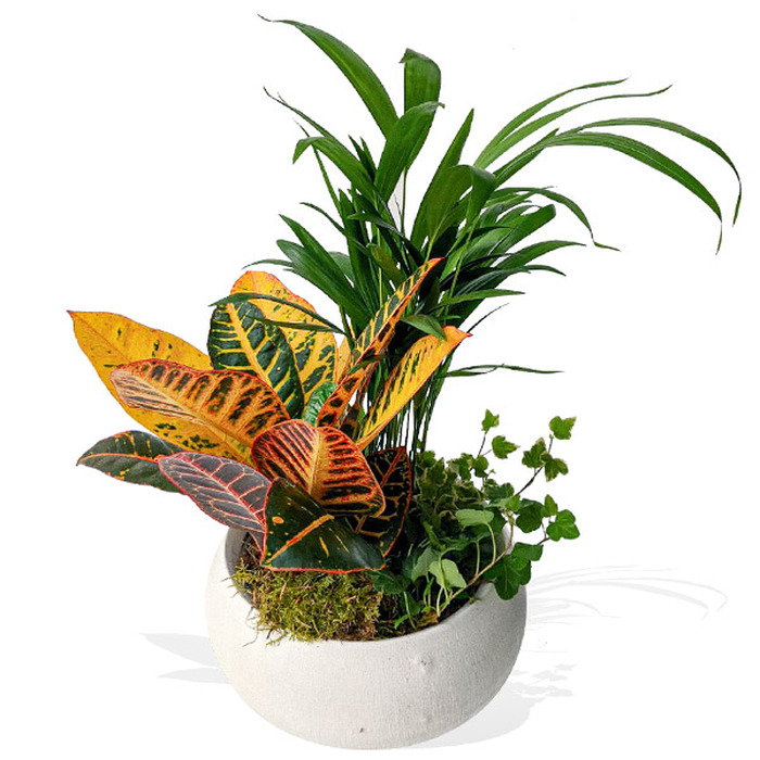Croton-600px__74608.1633343913